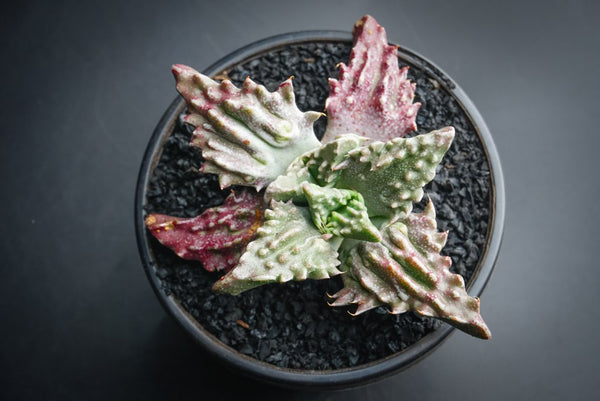 Faucaria tuberculosa (Pebbled Tiger Jaws)