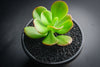 Echeveria Multicalulis ' Ginmei Tennyo' (1 x CUTTING)