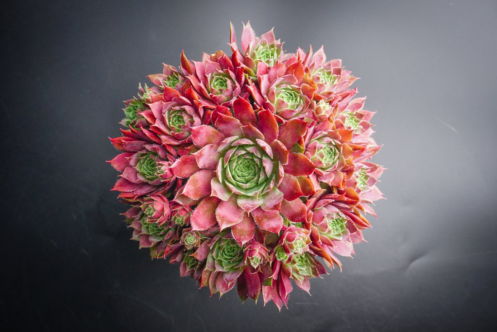 [PACK of 10 PLANTS] x Sempervivum 'Topaz'