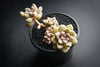 Graptopetalum mendozae (w/pup)(C28)