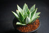 Aloe polyphylla - Spiral Aloe (Young Plant)
