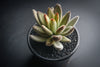 Kalanchoe Tomentosa 'Chocolate Soldier' (B25)