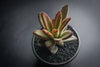 Kalanchoe Tomentosa 'Chocolate Soldier' (B25)