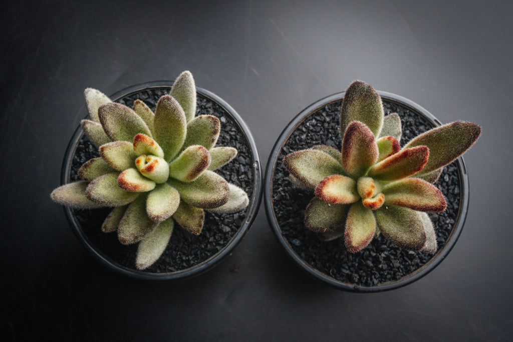Kalanchoe Tomentosa 'Chocolate Soldier' (B25)
