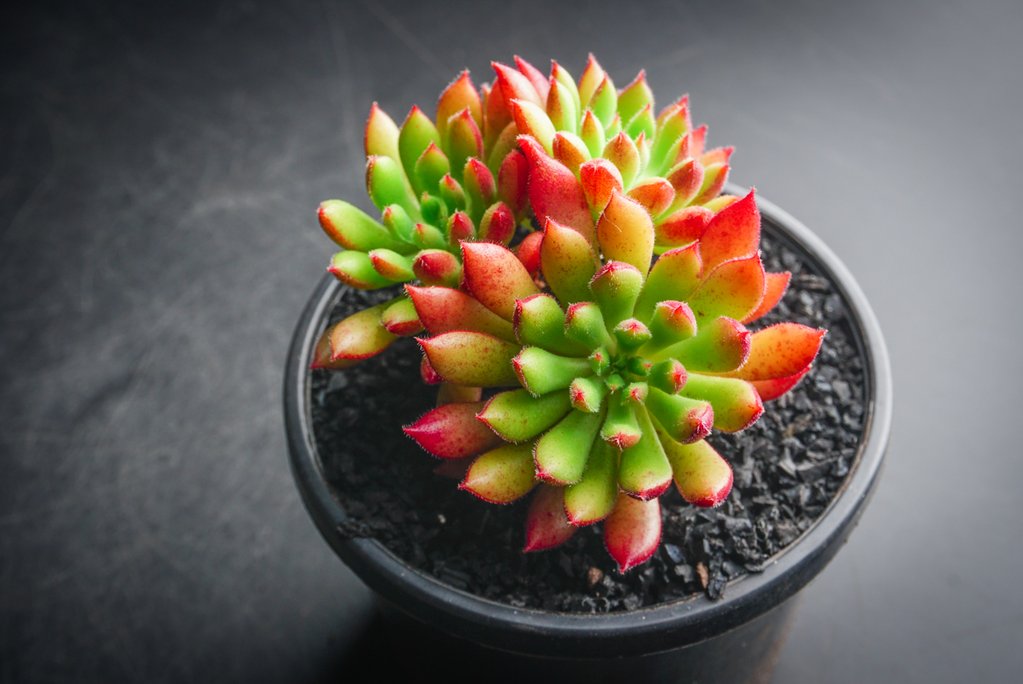Echeveria 'Spruce Oliver'