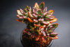 [PACK OF 20 CUTTINGS] x Echeveria nodulosa
