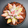 SUCCULENT STARTER PACK - 3 PLANTS (ONLY $12)