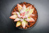 [PACK of 10 PLANTS] x Pachyphytum Compactum