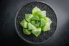 Haworthia Retusa (S)(A34)