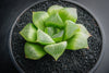 Haworthia Retusa (S)(A34)