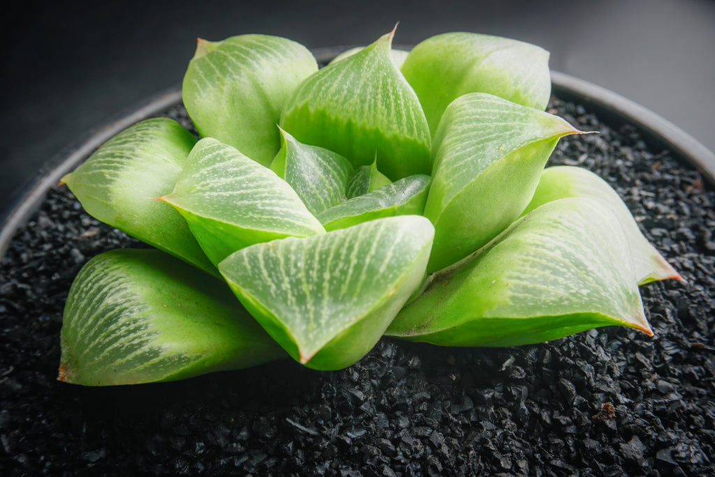 Haworthia Retusa (S)(A34)