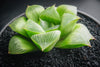 Haworthia Retusa (S)(A34)