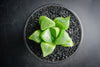 Haworthia Retusa (S)(A34)