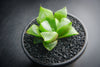 Haworthia Retusa (S)(A34)