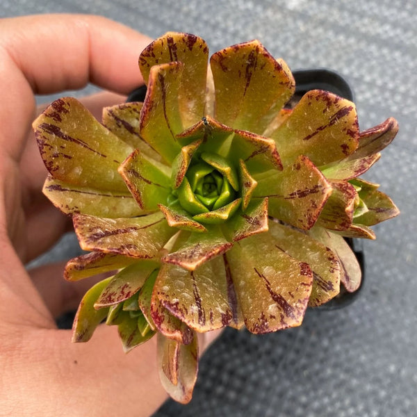 Aeonium 'Bronze Medal'