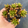 Aeonium sedifolium (Mature plant)