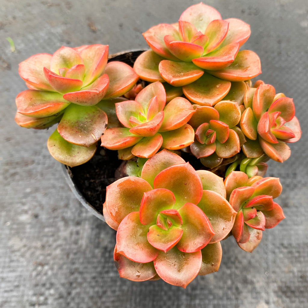 melaco succulent Echeveria 'Melaco' – LET LOVE GROW (Succulent & Cactus)