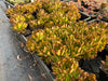 [20 CUTTINGS PACK] x Aeonium 'Bronze Medal'