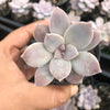 Graptopetalum pentandrum ssp superbum