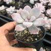 Graptopetalum pentandrum ssp superbum