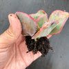 Echeveria 'Etna' (Bump leaf )