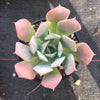 Echeveria pagoda