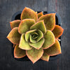 Echeveria 'Green smile' (has mark)