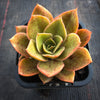 Echeveria 'Green smile' (has mark)