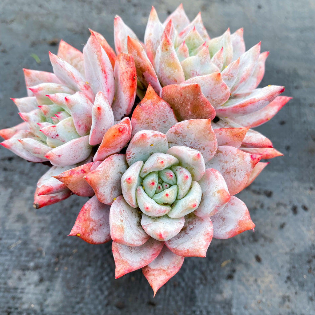 echeveria blue bird succulent Echeveria 'Blue Bird' – LET LOVE GROW (Succulent & Cactus)