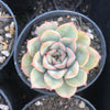 Echeveria 'Hercules'