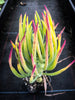Senecio talinoides ssp. cylindricus (1x CUTTING)