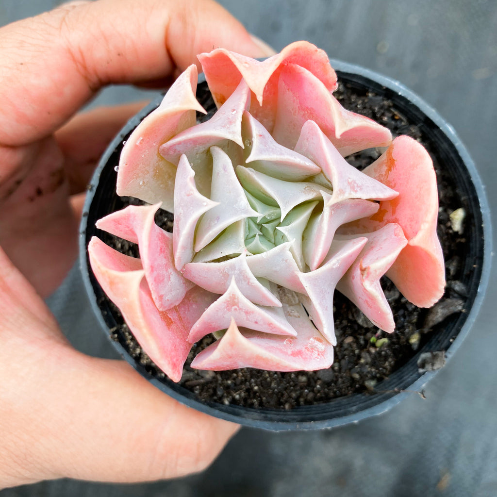 swan lake succulent Echeveria 'Swan Lake' – LET LOVE GROW (Succulent & Cactus)