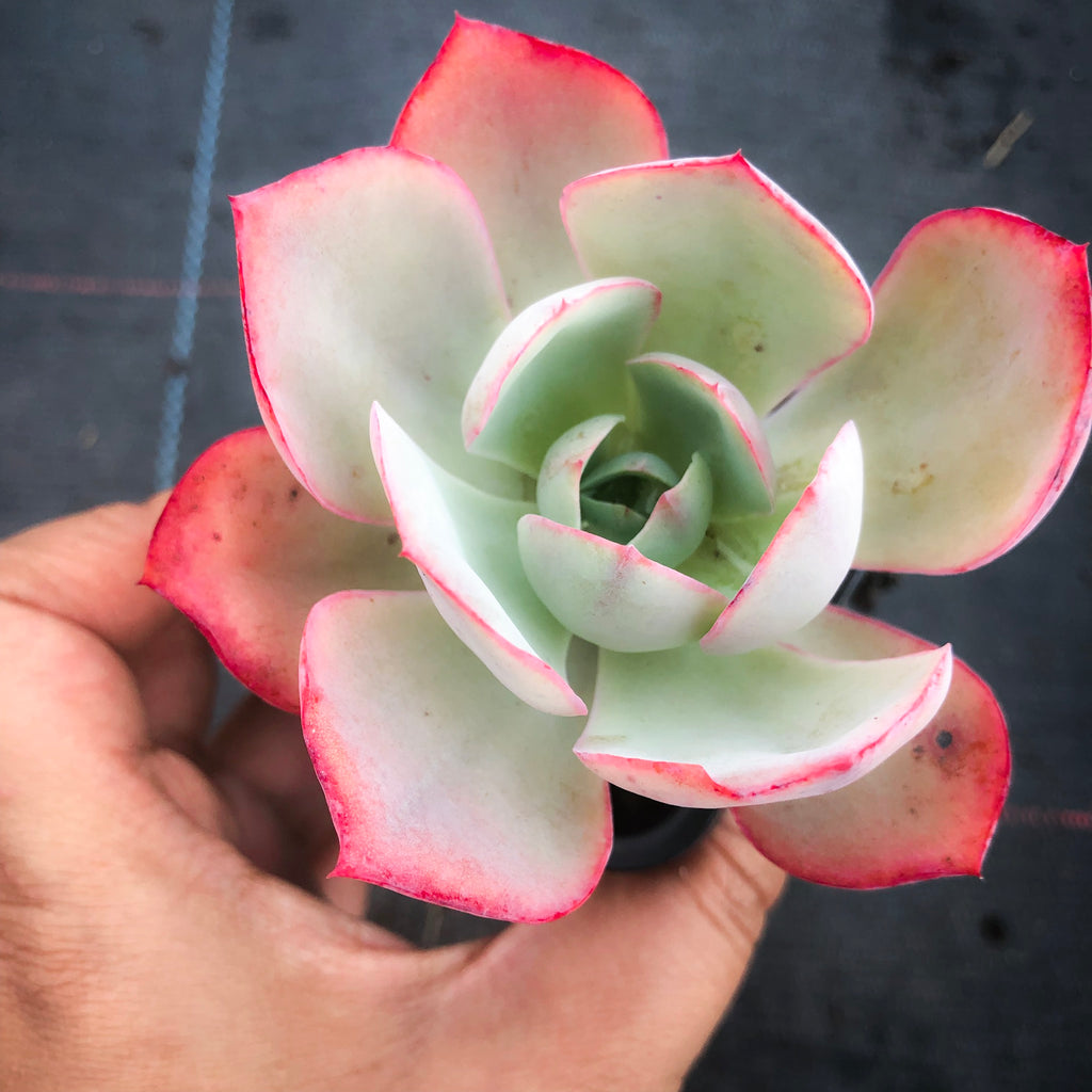 powder blue succulent Echeveria 'Powder Blue' – LET LOVE GROW (Succulent & Cactus)
