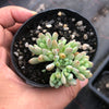 Graptopetalum pachyphyllum