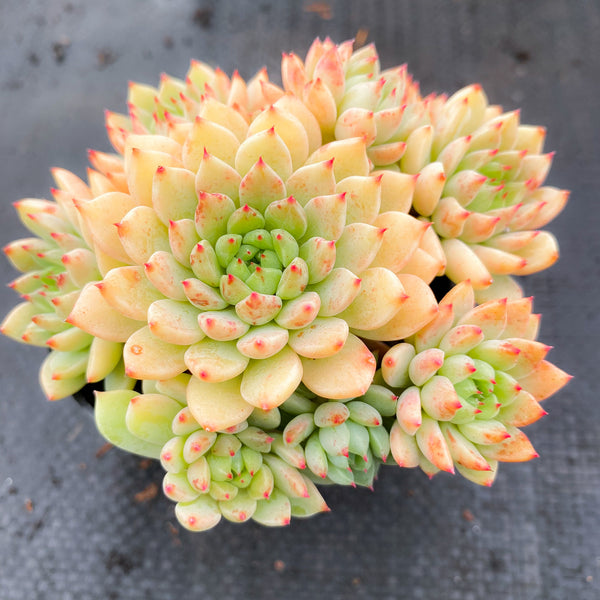 Sedeveria 'Silver Star x mebina'
