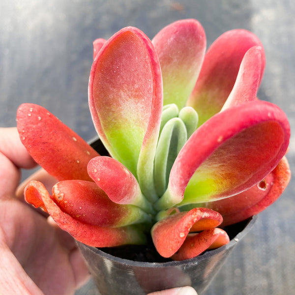 Kalanchoe oricula 'USZY FIONY'