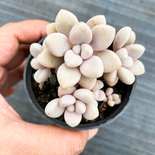 Graptopetalum Daruma Shu-rei (w/pup)