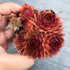 Sempervivum 'Pacific Red Rose' (w/3-4 pups)