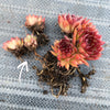 Sempervivum 'Pacific Red Rose' (w/3-4 pups)