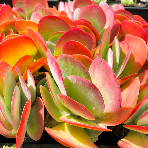 Kalanchoe luciae 'Flapjacks'