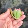 Aeonium leucoblepharum (Yemen Form)(1 X CUTTING)