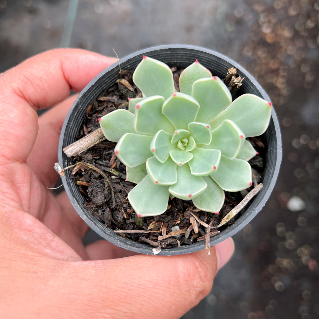 Echeveria 'Strictiflora x Jelly Jam' LET LOVE GROW (Succulent & Cactus)