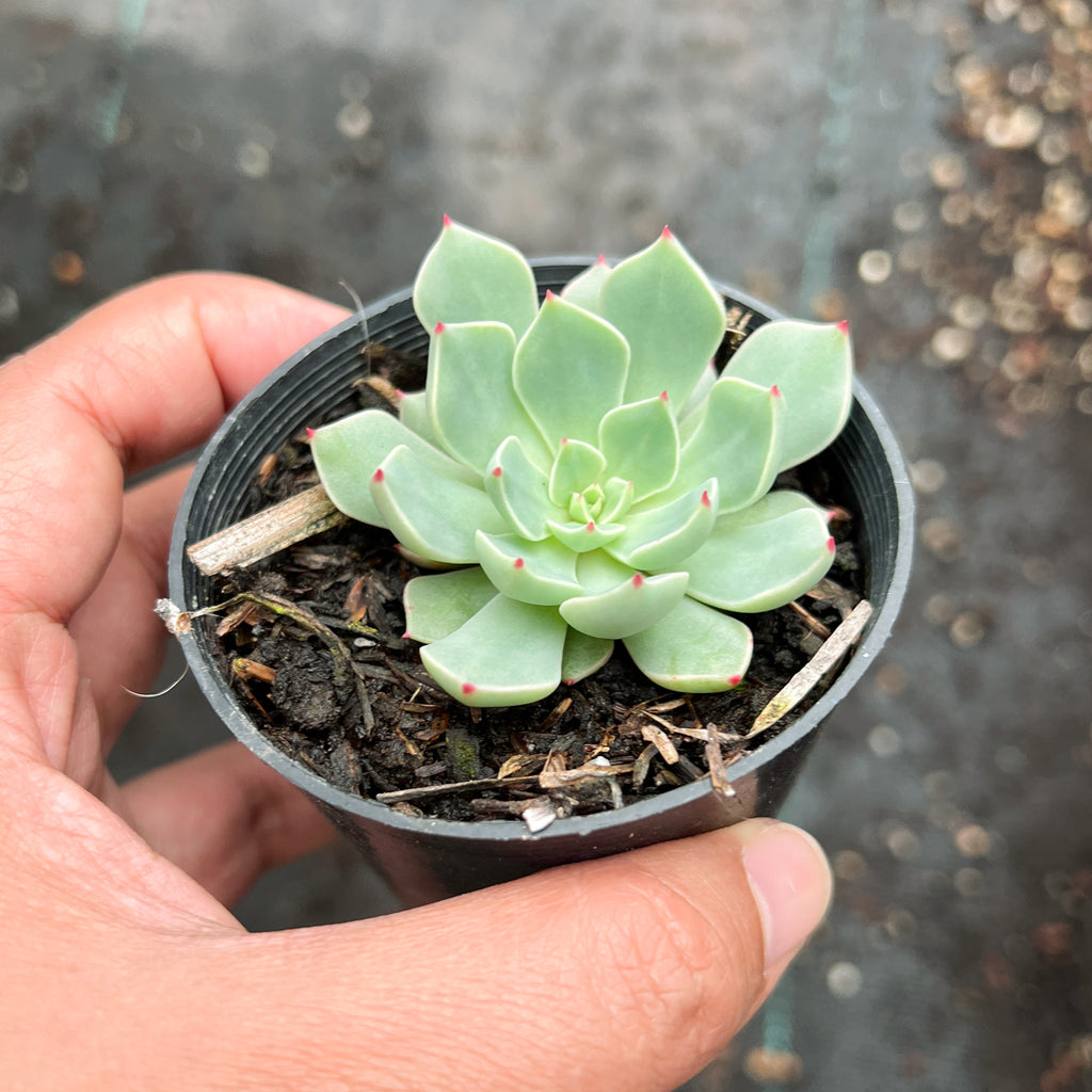 Echeveria 'Strictiflora x Jelly Jam' LET LOVE GROW (Succulent & Cactus)