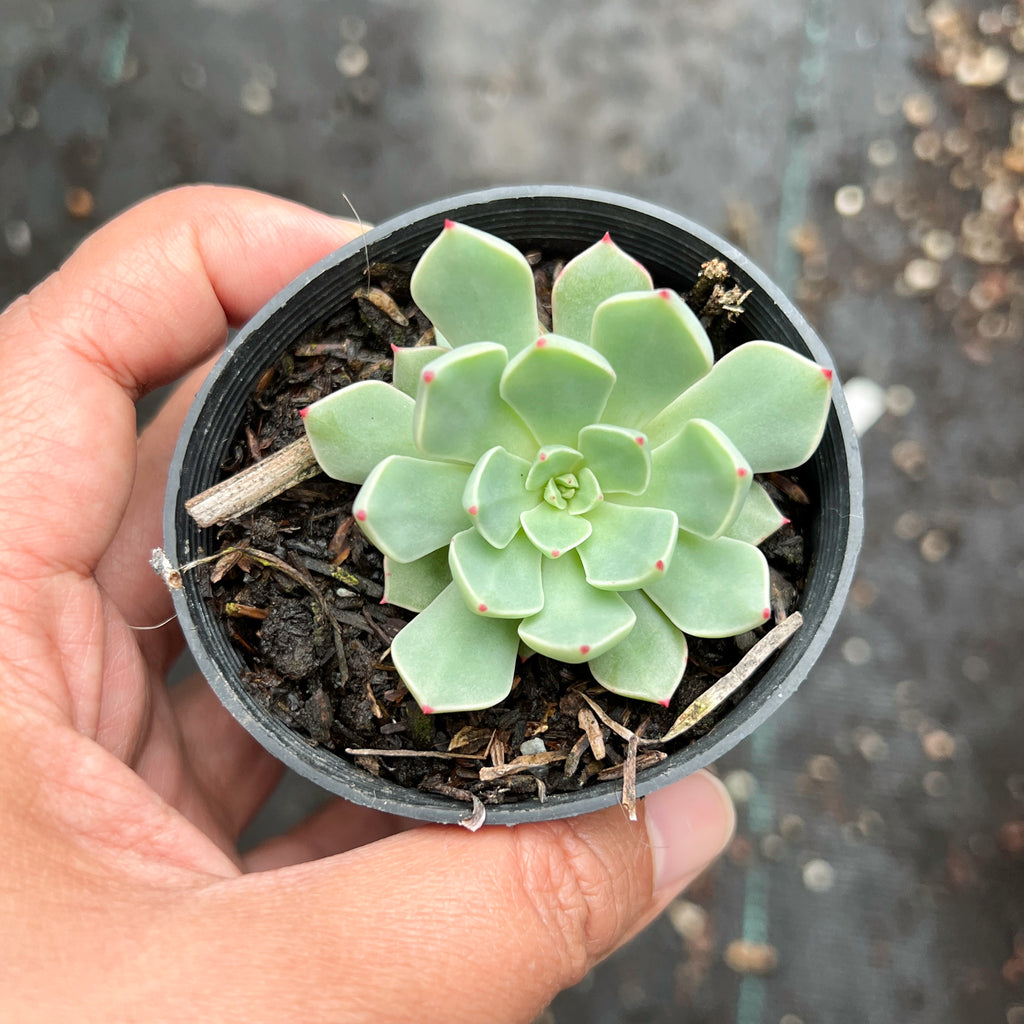 Echeveria 'Strictiflora x Jelly Jam' LET LOVE GROW (Succulent & Cactus)