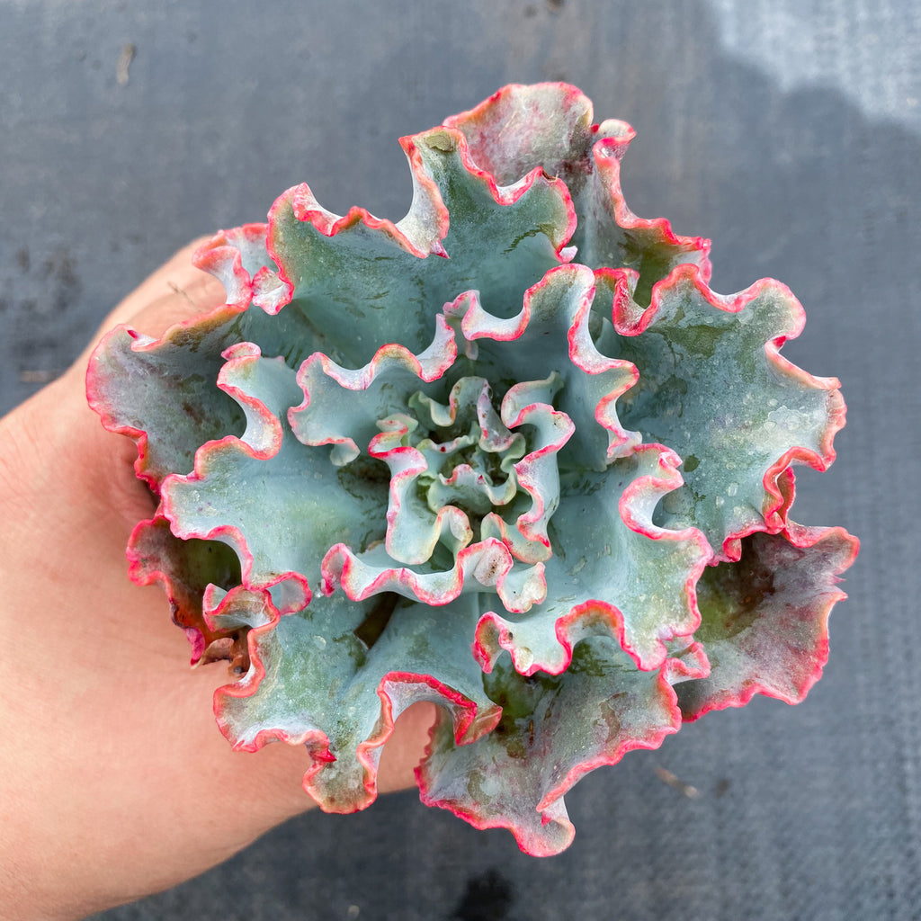 lady aquarius succulent Echeveria 'Lady Aquarius' – LET LOVE GROW (Succulent & Cactus)