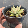 Echeveria 'Tolimanensis'