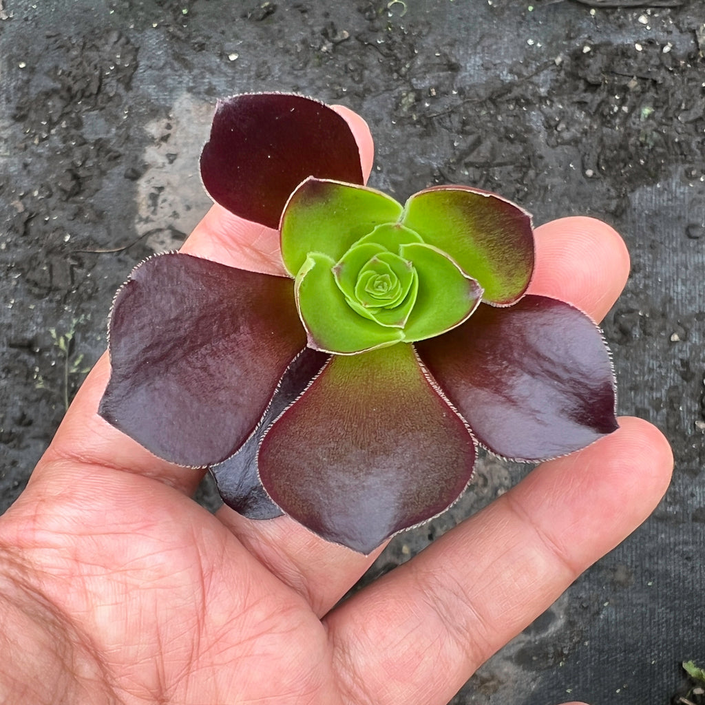 Aeonium 'Voodoo' (1x CUTTING) – LET LOVE GROW (Succulent & Cactus)