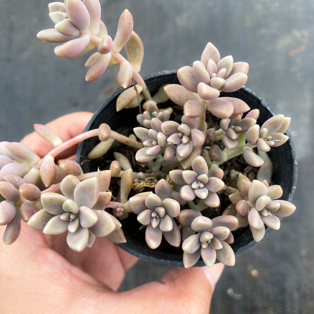 mirinae succulent Graptopetalum mendozae 'Mirinae' (miniature pink form) – LET LOVE GROW ( Succulent & Cactus)