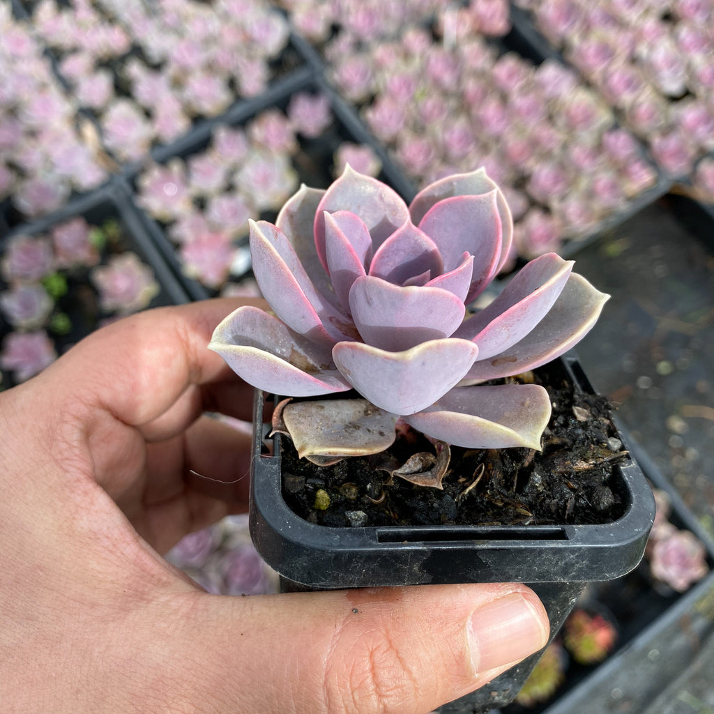 Echeveria 'Perle Von Nurnberg' – LET LOVE GROW (Succulent &amp; Cactus)