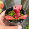 Adromischus triflorus (Red)